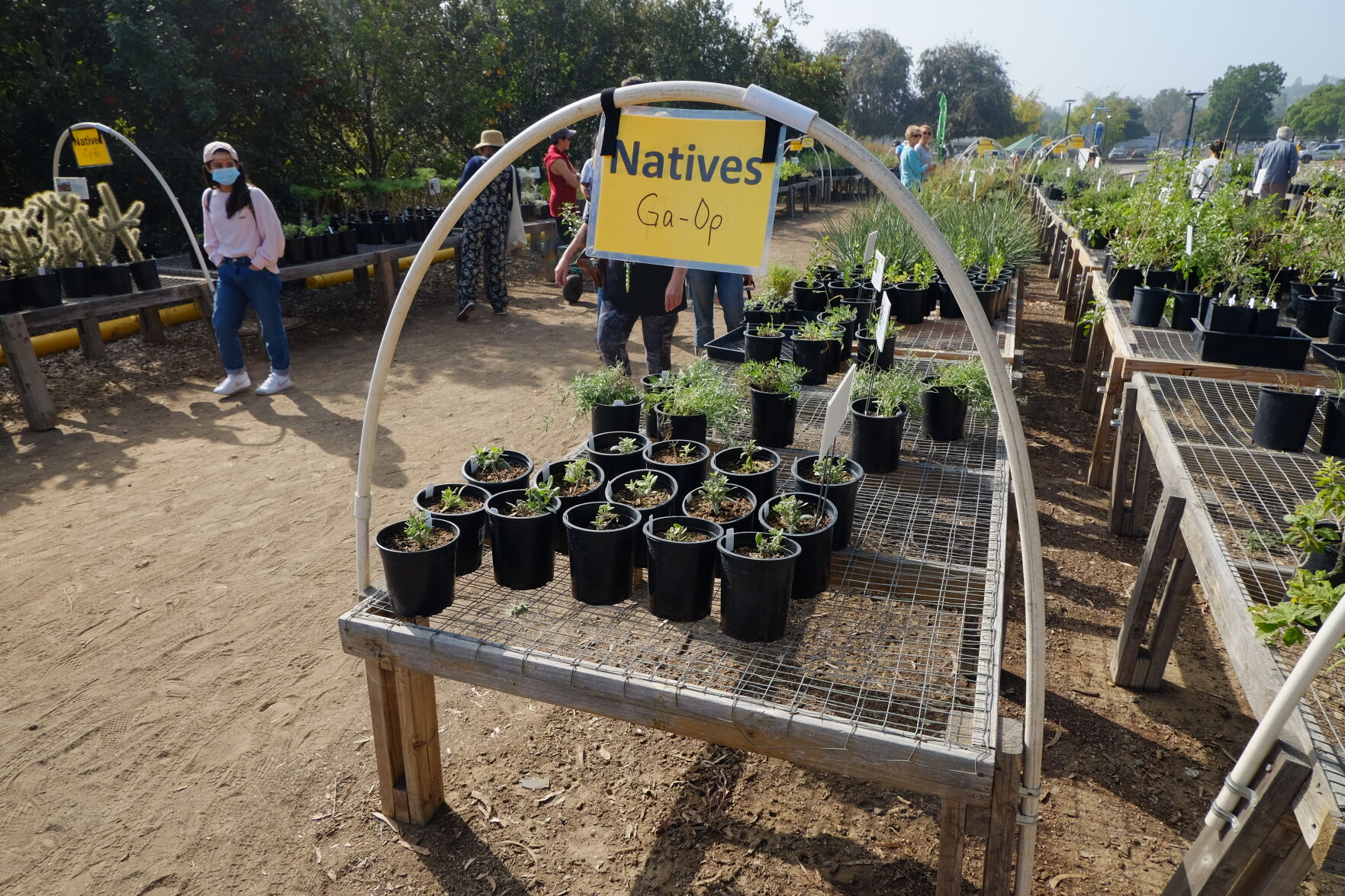 Native California plants